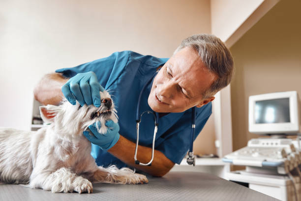 Best Emergency Dentist for Knocked-Out Tooth in Rifle, CO